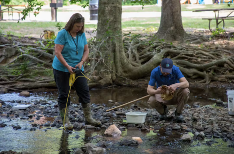 Stormwater staff exploring a creek